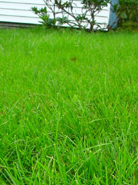 Lawn image