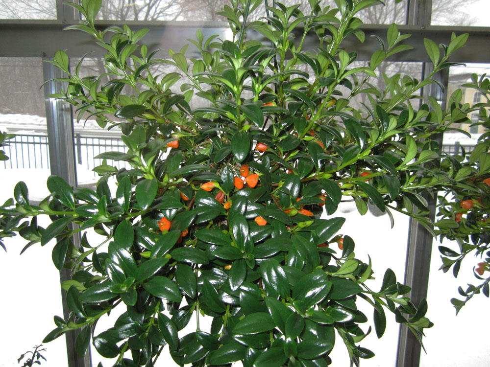 fb- goldfishplant