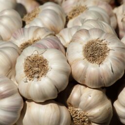 Plan to Grow Garlic