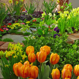 Spring-flowering Bulbs: Choosing
