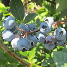 cluster of ripe blueberries and blueberry leaves