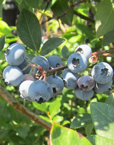 cluster of ripe blueberries and blueberry leaves