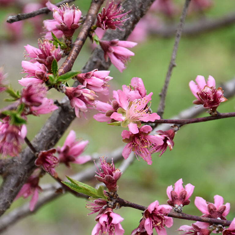 Peach tree flowers on branches