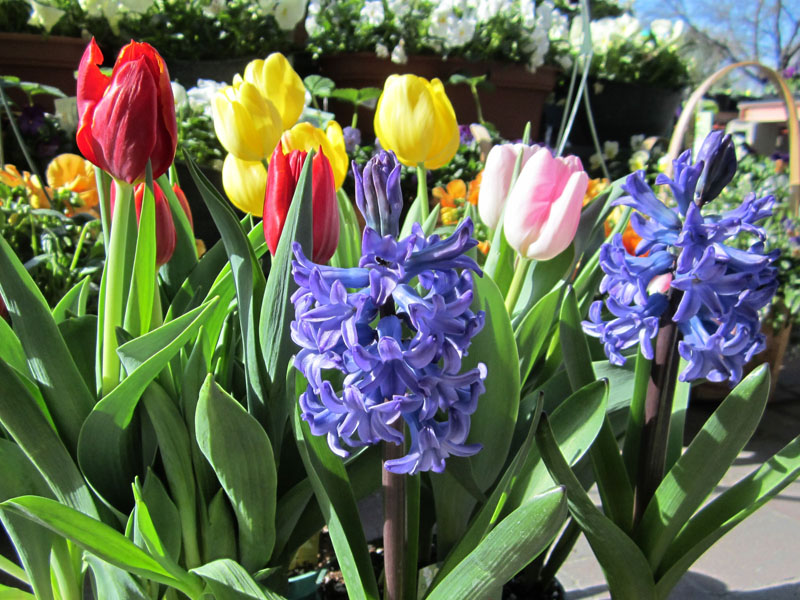 Growing Iris Reticulata Indoors - How to Force Bulbs