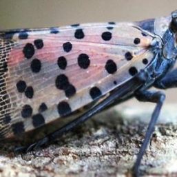 More about Spotted Lanternfly