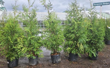 Five Green Giant Arborvitae in 7 gal. containers
