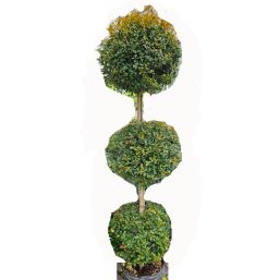 Myrtle-3-ball-topiary, 4'-$149. Link describes plant care.
