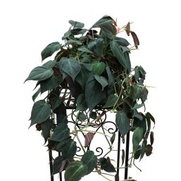 Philodendron melanuchos, $29.95 hanger or pot. LInk is to similar for CARE instructions only.