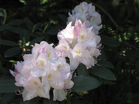 https://plants.wardsnursery.com/12120046/Plant/1229/White_Catawba_Rhododendron