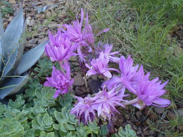 Colchicum autumnale Flower Form Jim Robbins CC BY-NC-ND 4.0